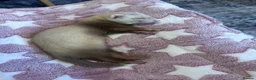 Ferret rodents for sale: 3 Month Old Female Ferret with Hutch & Accessories - Advert 1