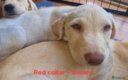 Labrador Retriever dogs for sale: Beautiful labrador puppies available now - Image 4