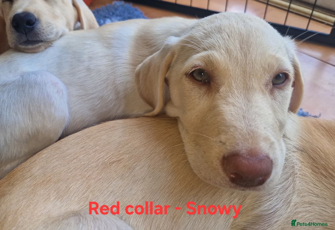 Labrador Retriever dogs for sale: Beautiful labrador puppies available now - Image 4