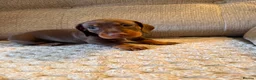 Miniature Dachshund dogs for sale: Male Miniature Dachshunds for sale in Wednesbury - Advert 8