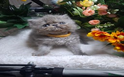 Persian cats for sale: Blue Persian kittens  - Image 3