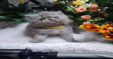 Persian cats - Advert 1