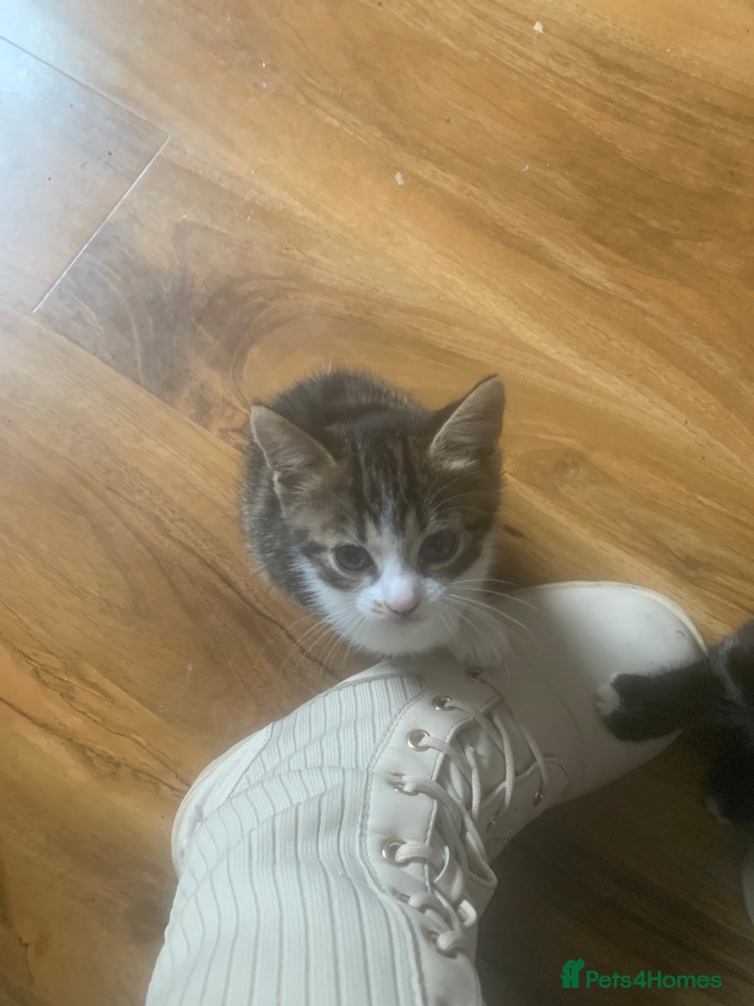 Bengal cats for sale: Bengal x - Image 24