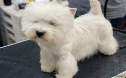 West Highland Terrier dogs for sale: Westie male for sale * champion sired *  - Image 3
