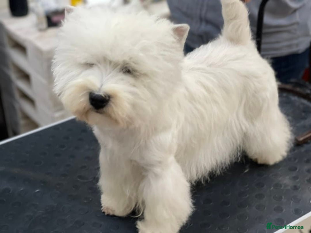 West Highland Terrier dogs for sale: Westie male for sale * champion sired *  - Image 3