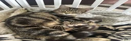 Mixed Breed cats for sale: Beautiful tabby girls  in Haltwhistle - Advert 4