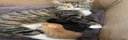 Mixed Breed cats for sale: Last 2 left  - Advert 2