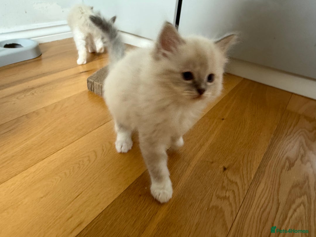 Ragdoll cats for sale: Two beautiful kittens - Image 13