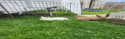 Mixed Breed rabbits for sale: Mixed breed lops for sale. Ready Monday  in Mansfield - Advert 3