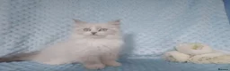 Siberian cats for sale: GCCF Registered Siberian Kitten For Sale  - Advert 18