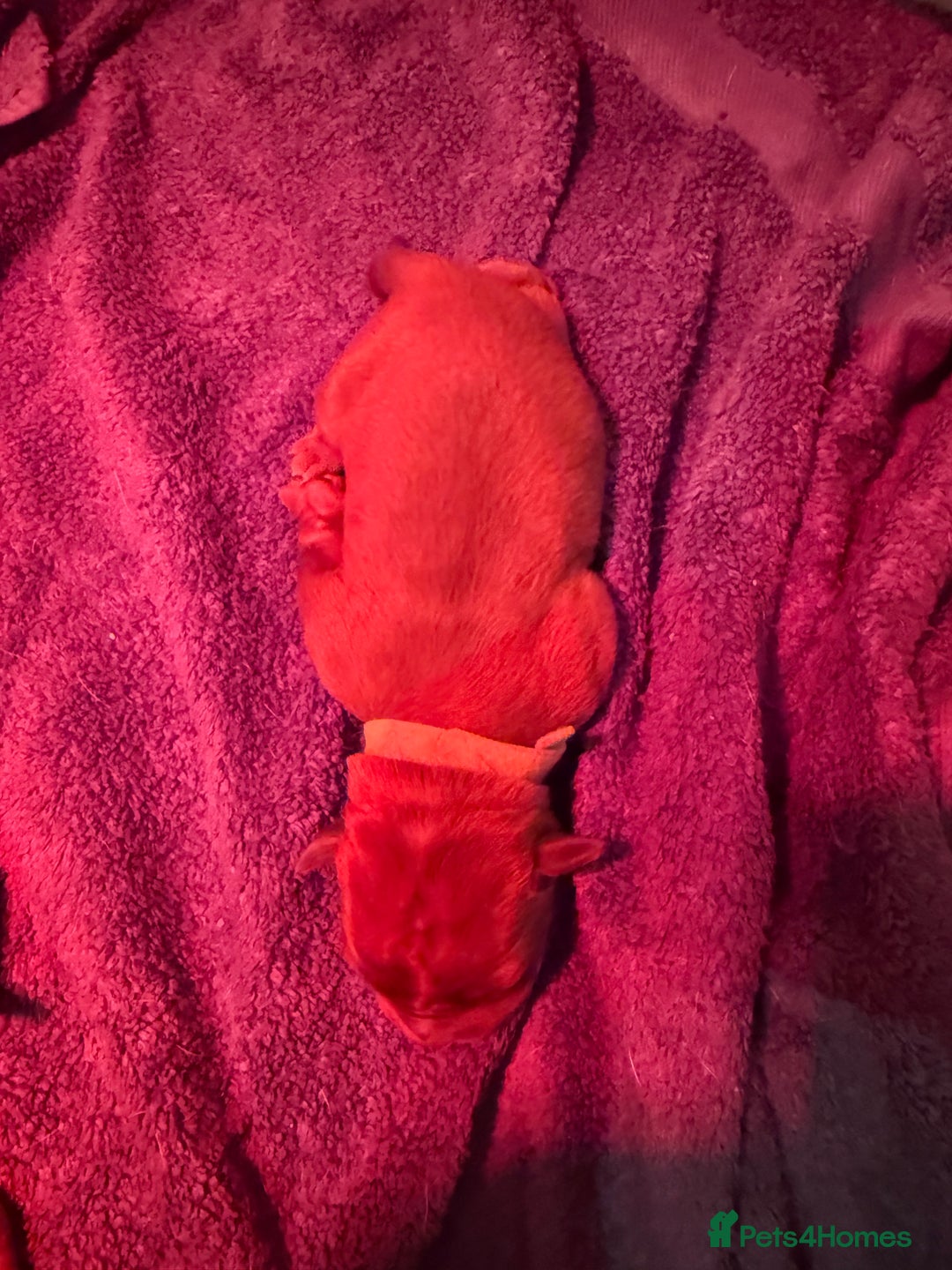 Dogue De Bordeaux dogs for sale: DOGUE DE BORDEAUX PUPPIES AVAILABLE 16/03/26 - Advert 26