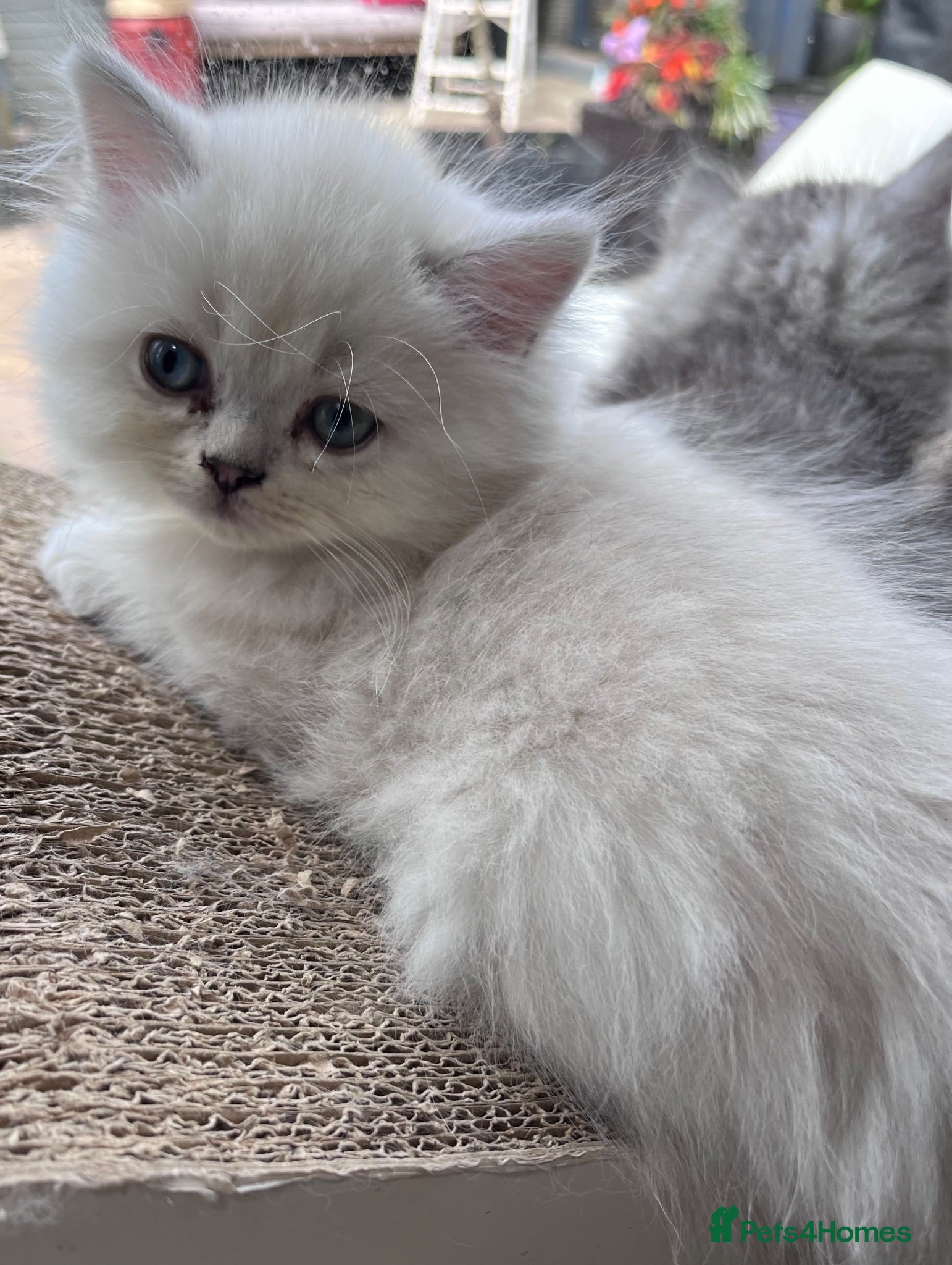 Persian cats Simply Stunning Persian Kittens  - Advert 2
