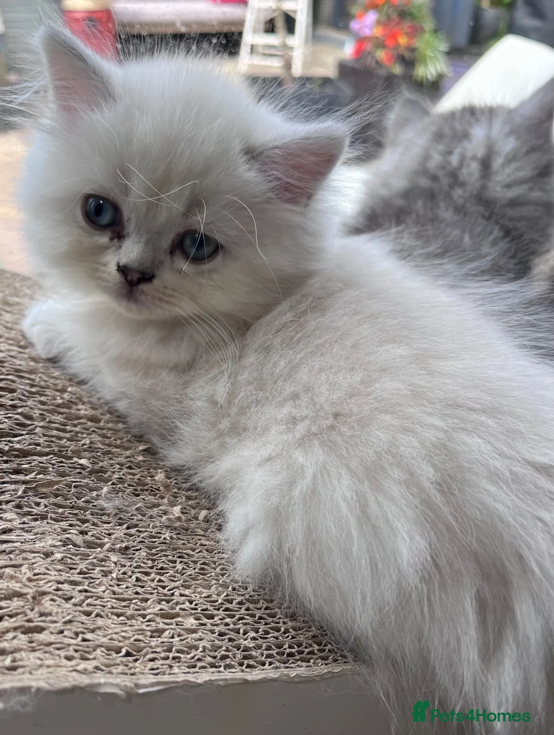 Persian cats for sale: Simply Stunning Persian Kittens  in Warrington - Advert 2