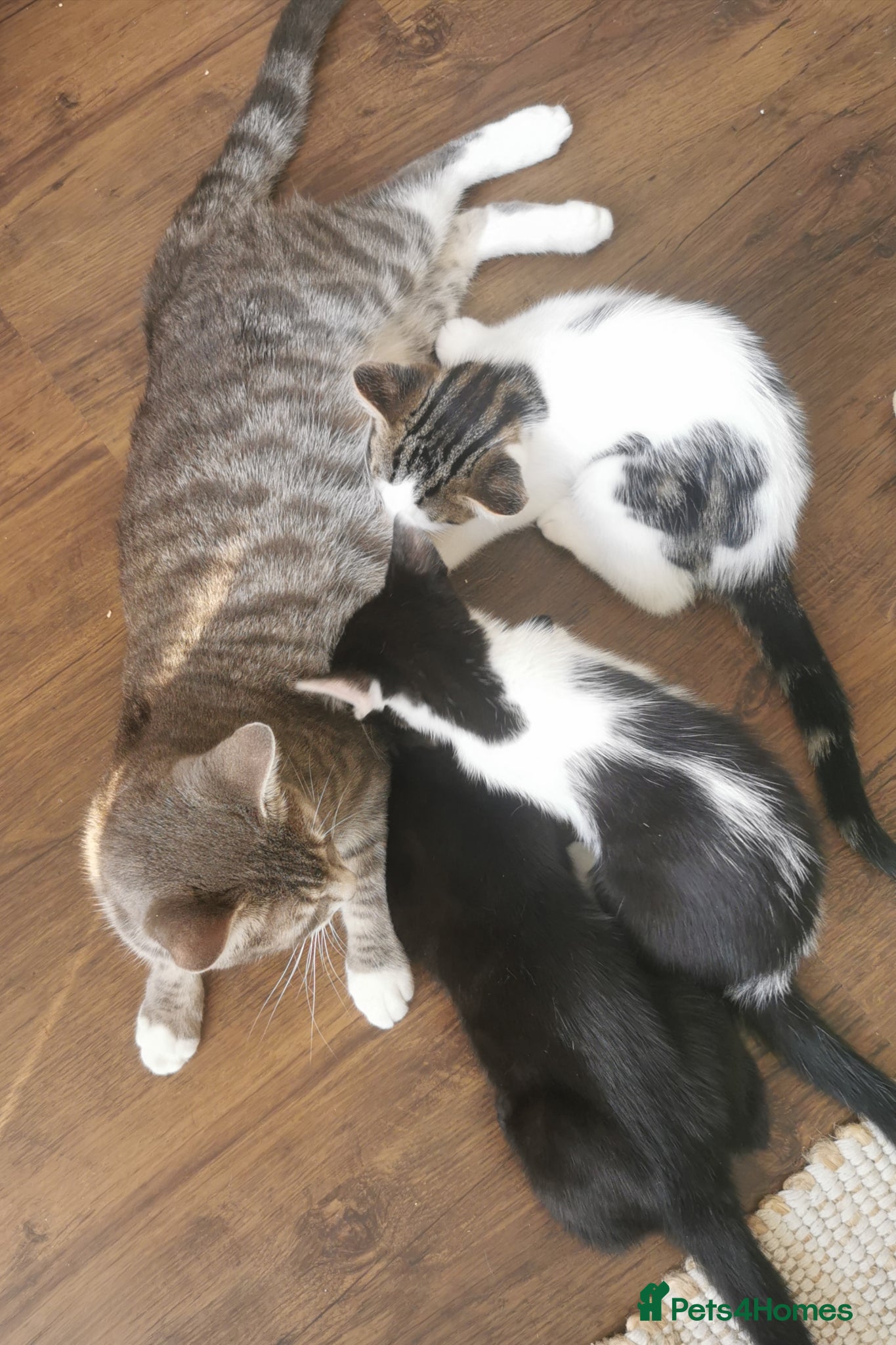 Mixed Breed cats for sale: Gorgeous, sweet natured & very playful kittens in London - Advert 32