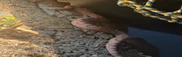Corn Snake reptiles for sale: Female Scaleless Corn Snake  - Advert 2
