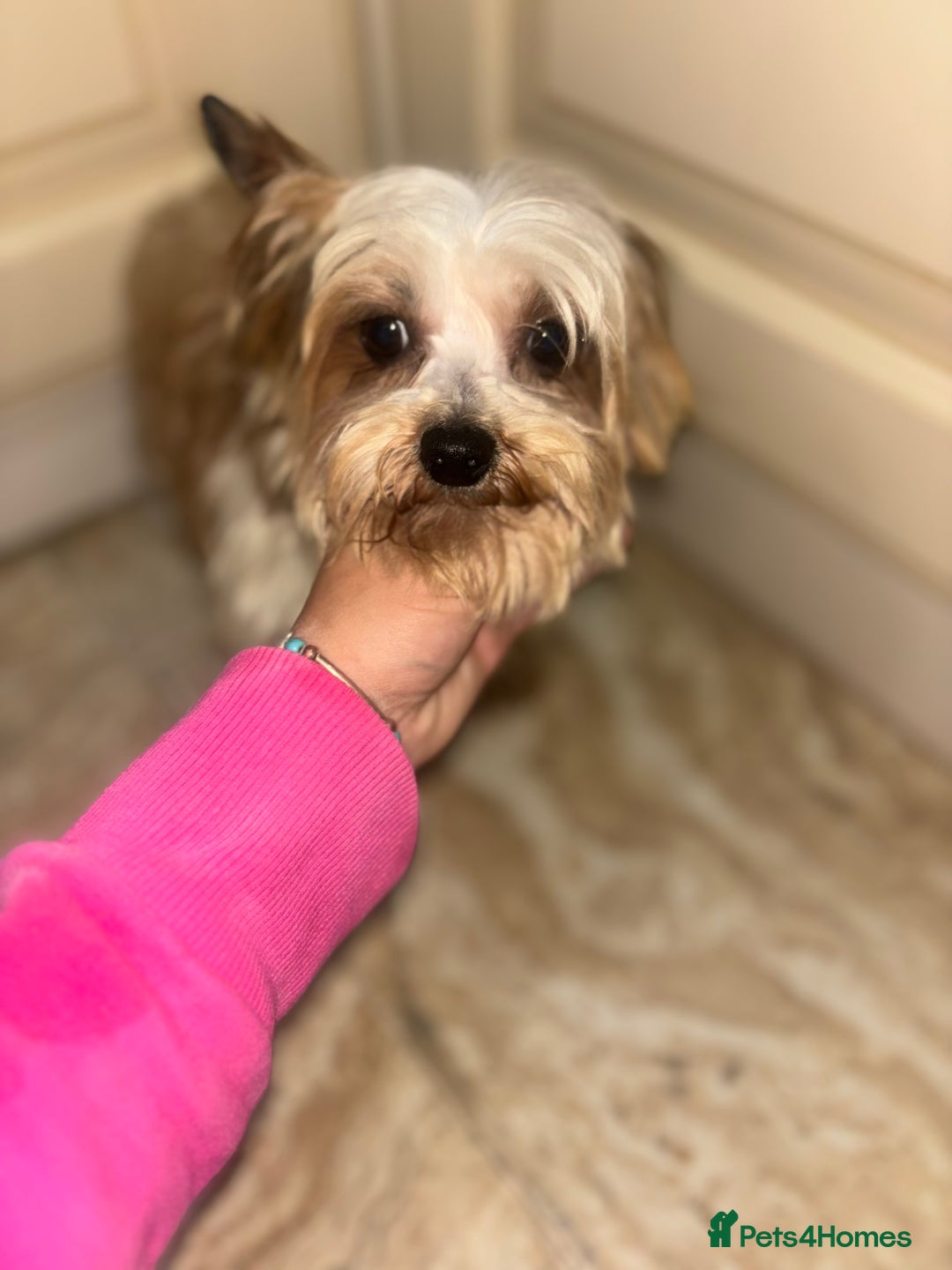 Mixed Breed dogs for sale: Jack Russell X biewer pups - Advert 5