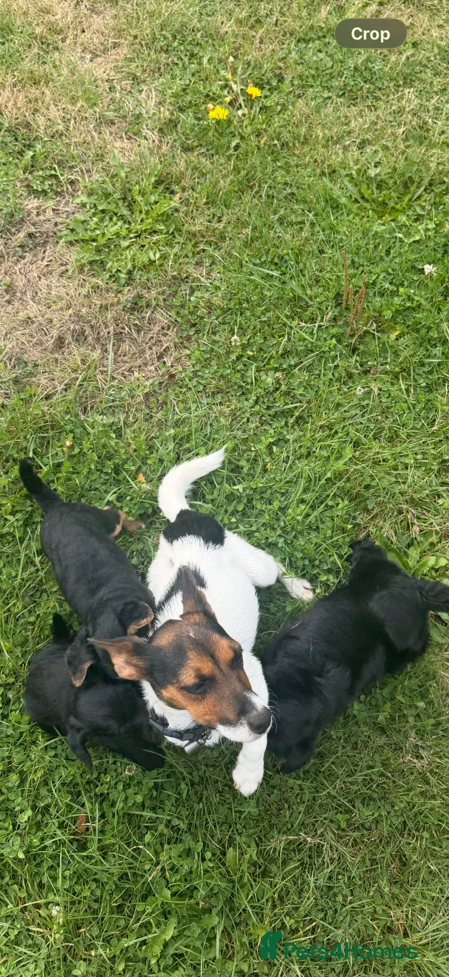 Jackapoo dogs for sale: Jackapoo puppies for sale  - Advert 3