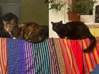 Mixed Breed cats Tigrina and Ombra, sweet and playful sisters - Advert 5