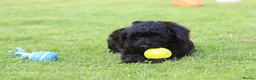 Cavapoo dogs for sale: Beautiful Cavapoo puppies for sale - Advert 13