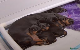 Miniature Dachshund dogs for sale: Miniature Smooth Dachshund Puppies - Image 2