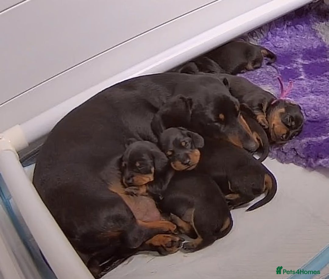 Miniature Dachshund dogs for sale: Miniature Smooth Dachshund Puppies - Image 2