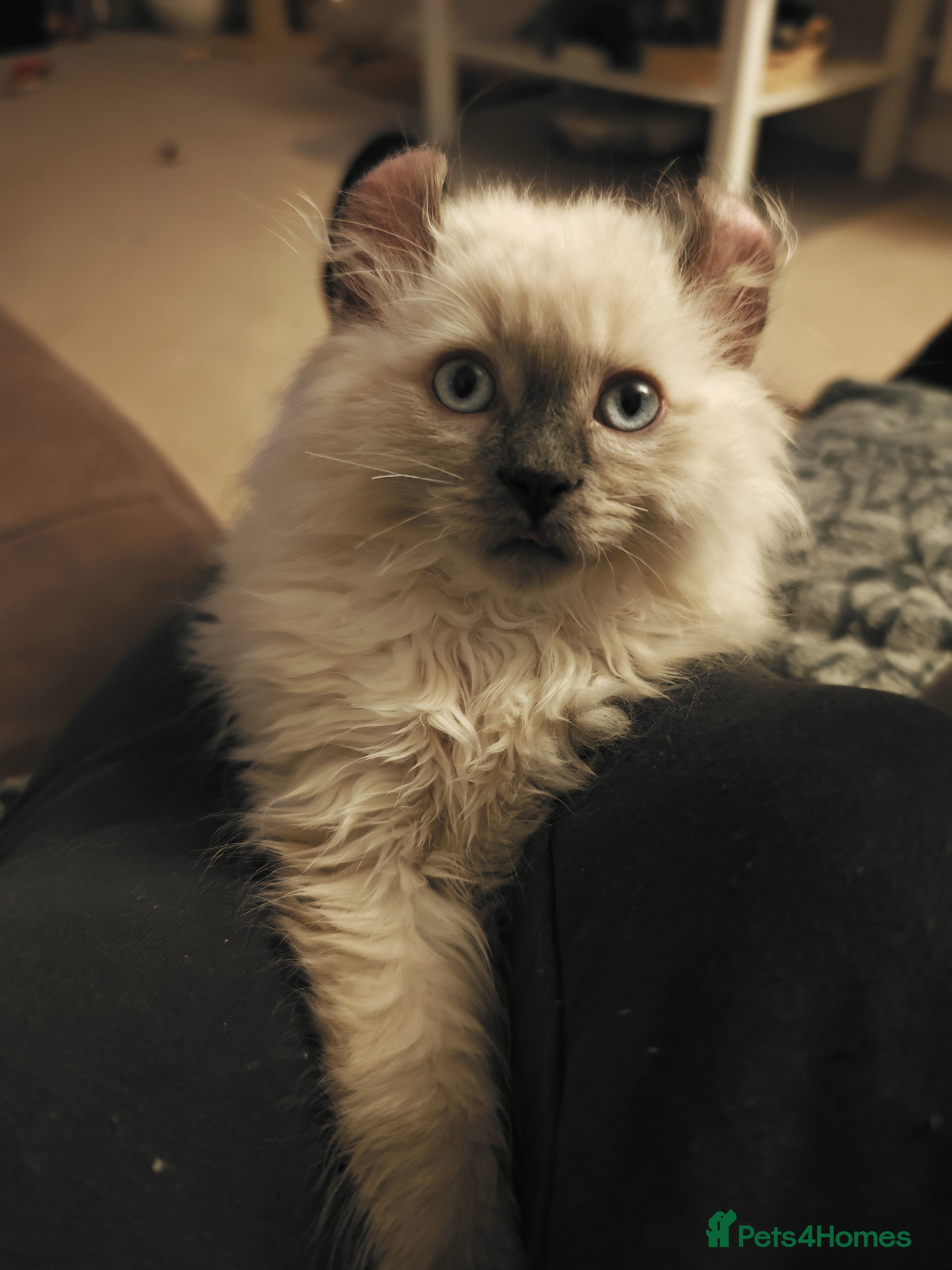 Mixed Breed cats RARE, Unique, Affectionate boys available!  - Advert 6