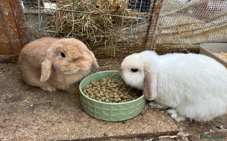 Mini Lop rabbits - Advert 1