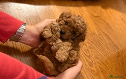 Cavapoo dogs for sale: Premium F1B Toy Red Cavapoo - 2 LEFT - Image 21