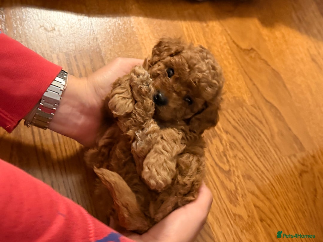 Cavapoo dogs for sale: Premium F1B Toy Red Cavapoo - 2 LEFT - Image 21