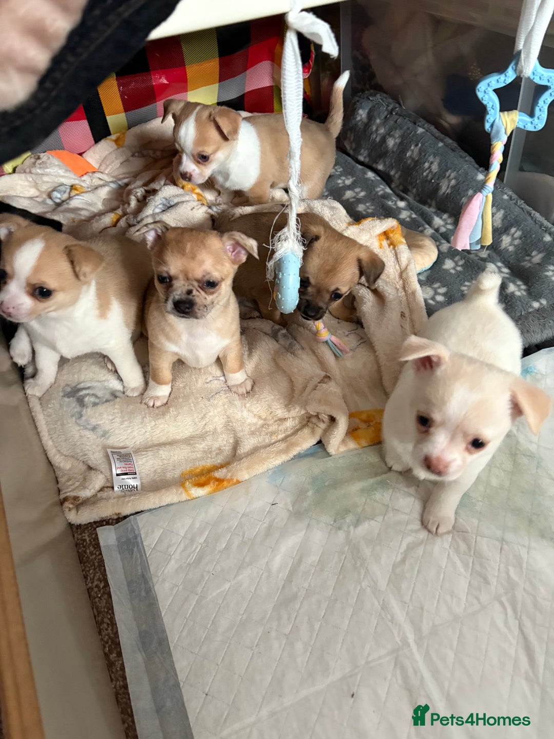 Chihuahua dogs for sale: Puppy’s  - Advert 12