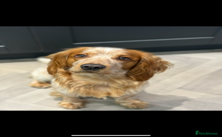 Cocker Spaniel dogs - Advert 1