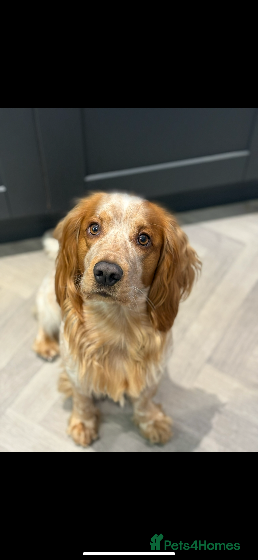 Cocker Spaniel dogs for stud: Lemon roan cocker spaniel stud - Image 3