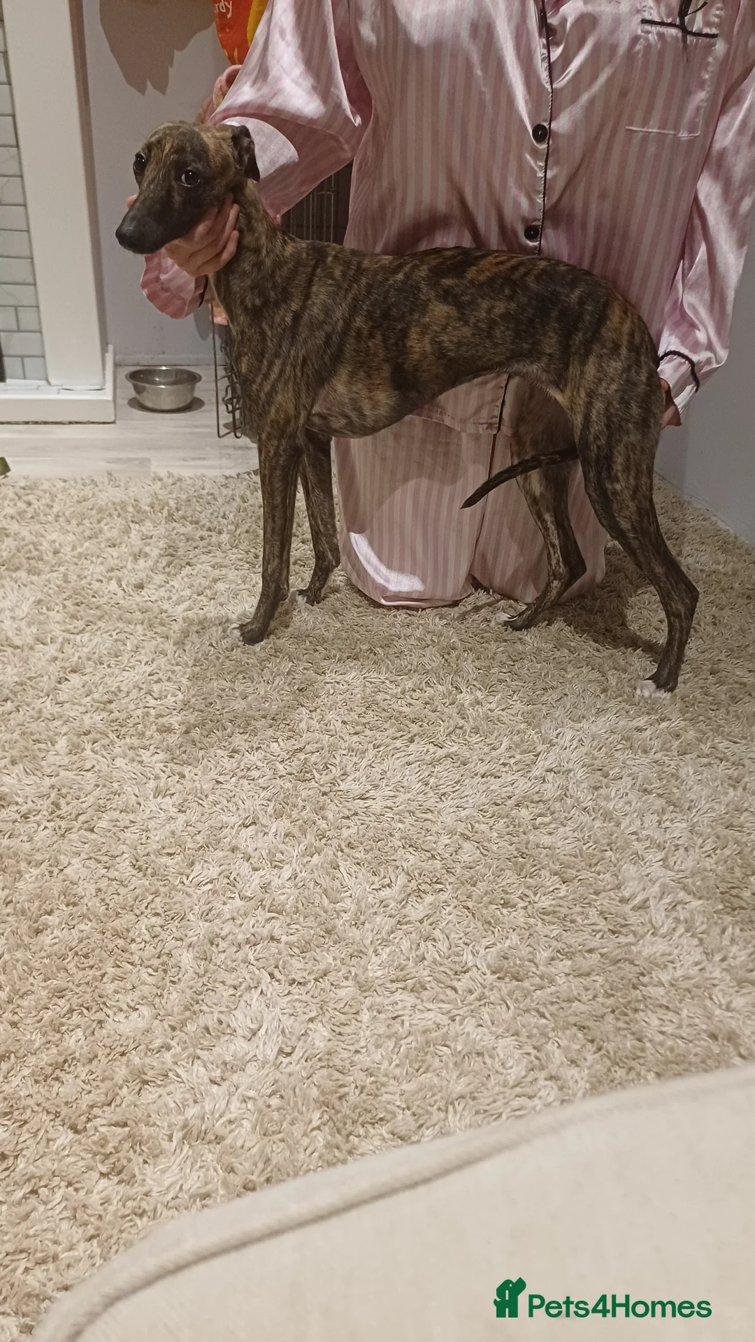 Whippet dogs for sale: 8 month old kc registered female whippet - Advert 2