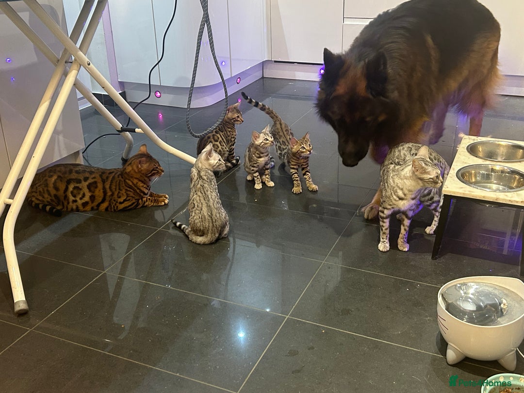 Bengal cats for sale: Bangal Kittens  - Image 22