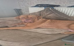 Dogue De Bordeaux dogs for sale: Dogue de bordeux  puppies  - Image 6