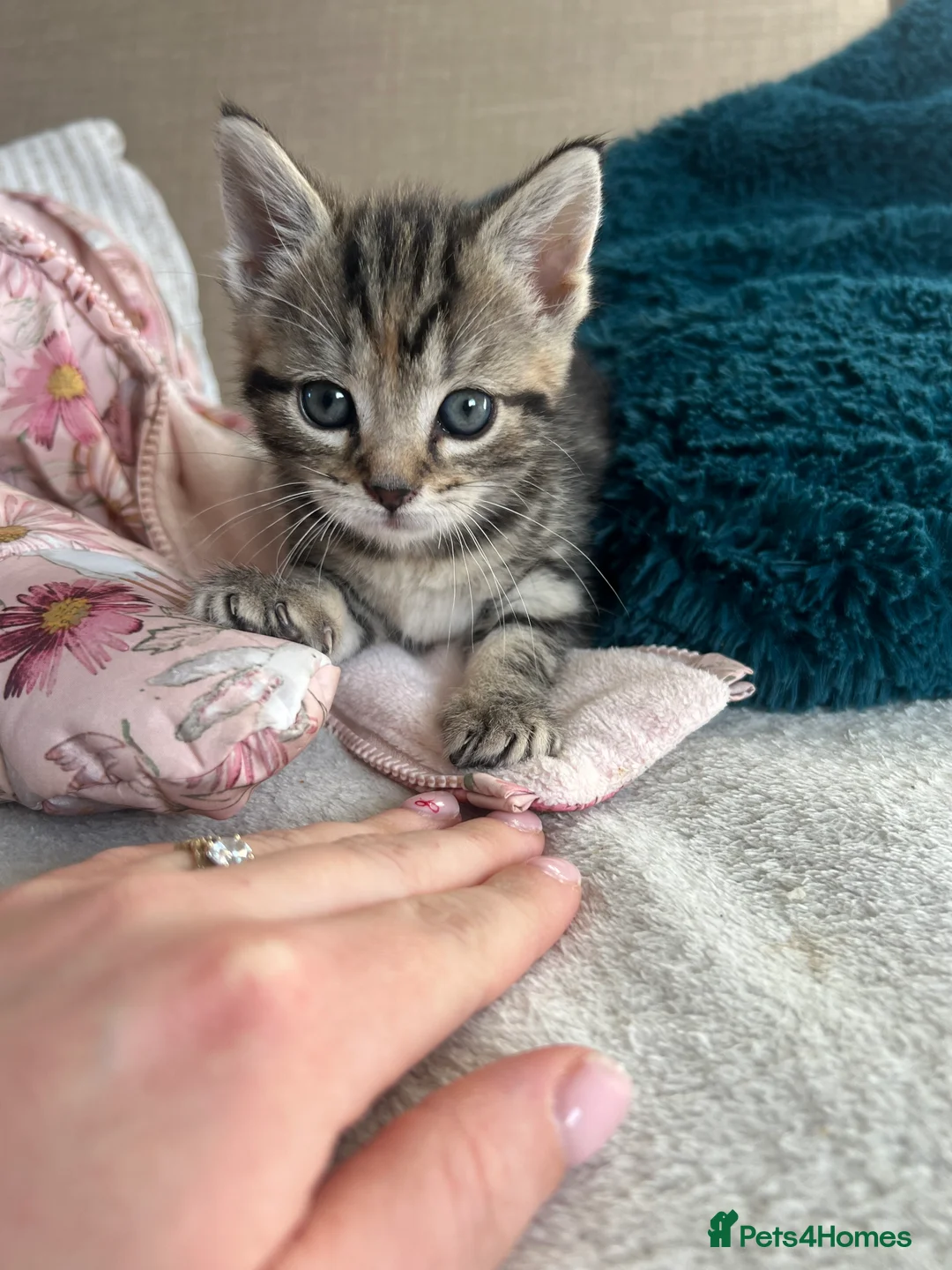 Maine Coon cats for sale: Two Beautiful Male Kittens - Advert 12