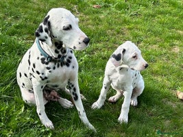 Dalmatian dogs - Advert 2