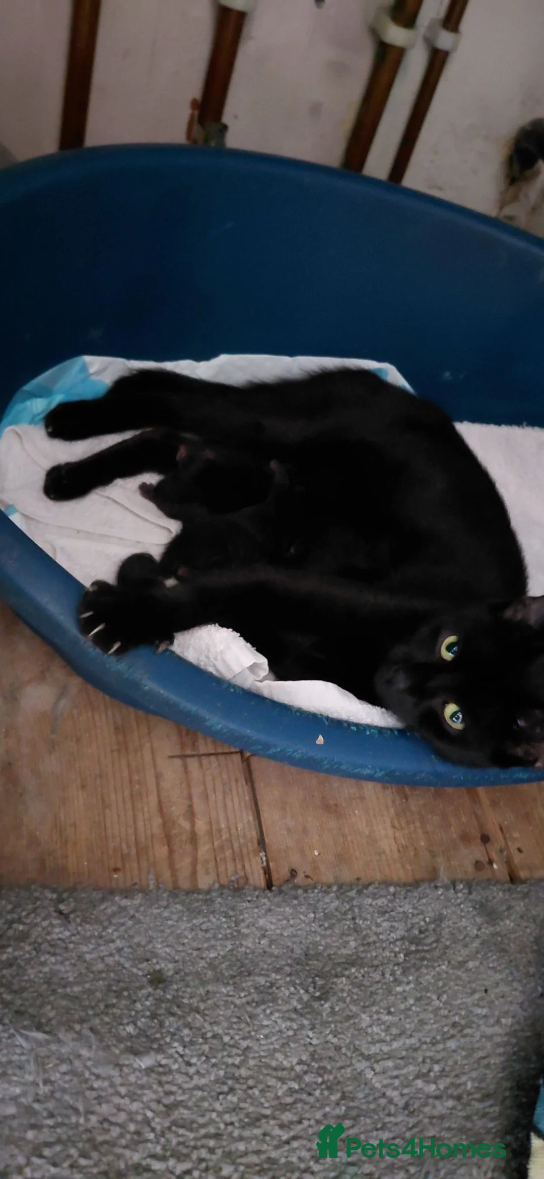 Domestic Shorthair cats for sale: Domestic short hair  - Advert 2