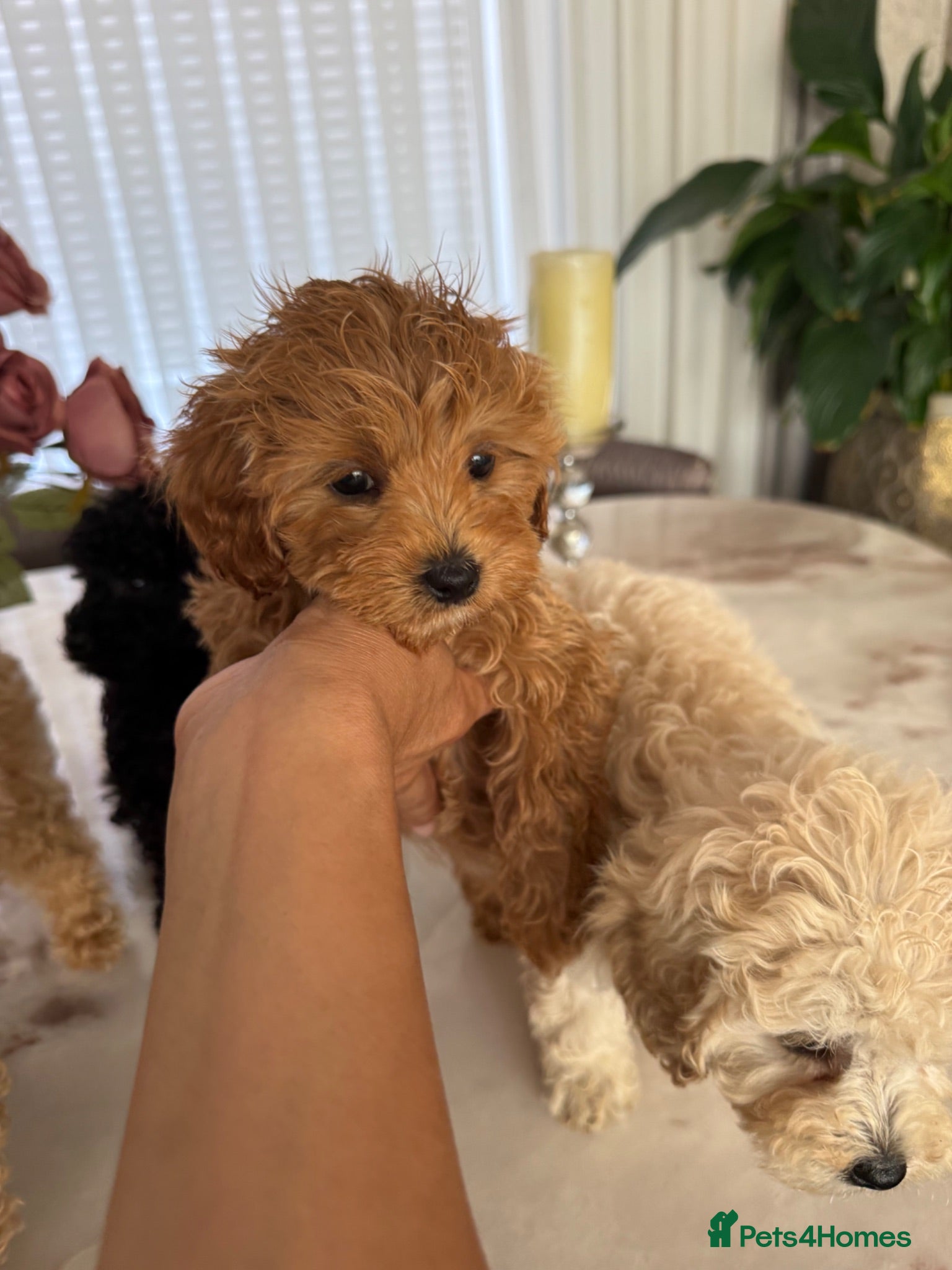 Toy Poodle dogs Four little gorgeous Toy Poodles - Advert 1