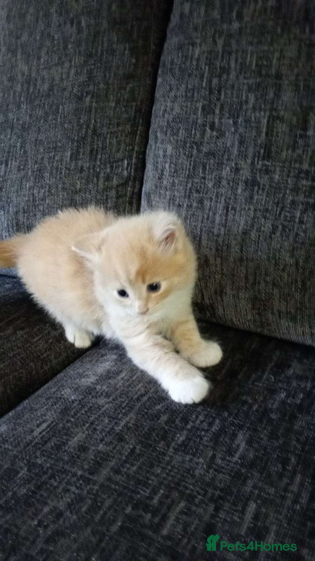 Mixed Breed cats for sale: CREAM male & Tabby female.  - Image 4