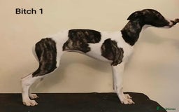 Whippet dogs for sale: Whippet pups - Image 4