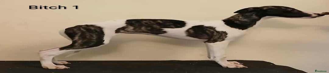Whippet Puppy 1