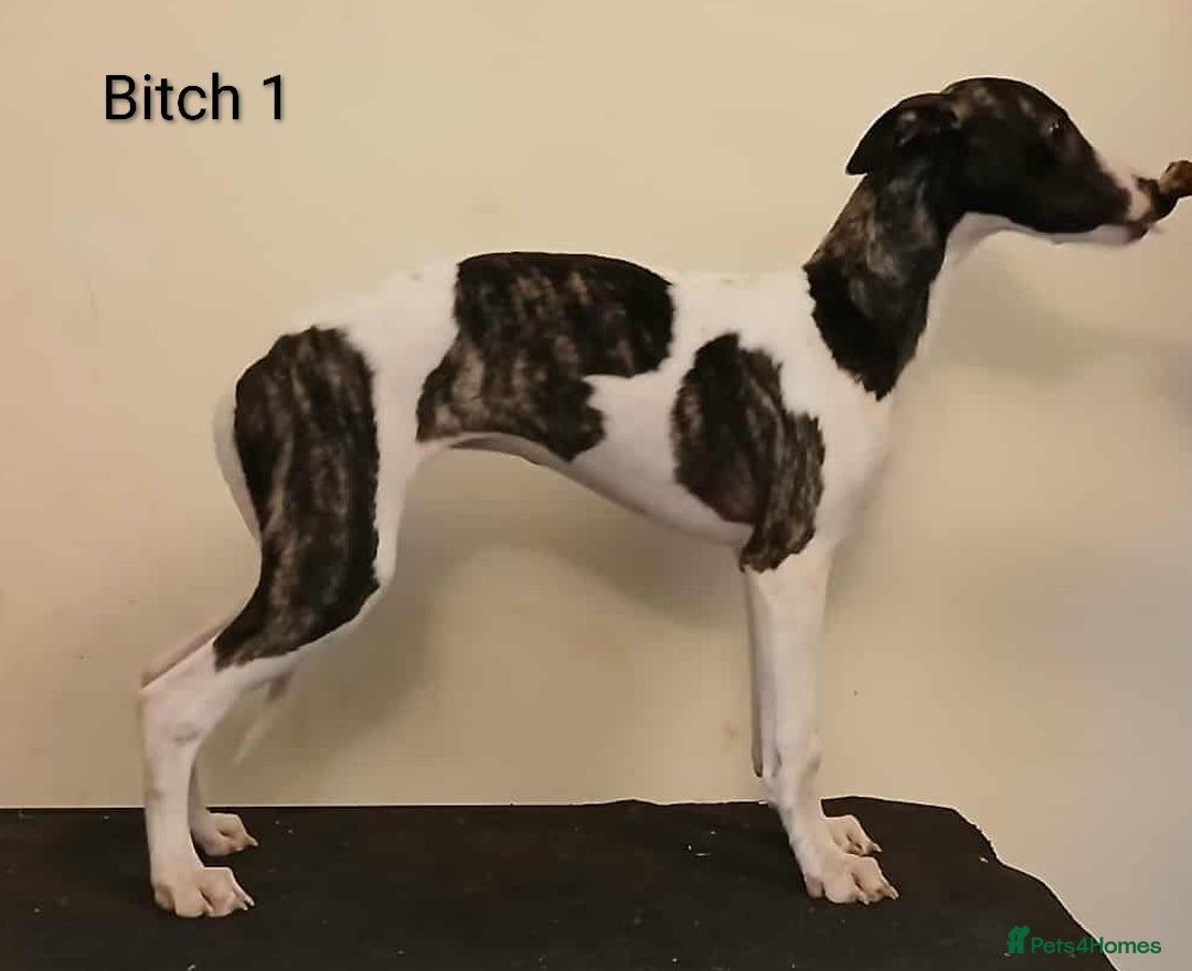 Whippet dogs for sale: Whippet pups - Image 4
