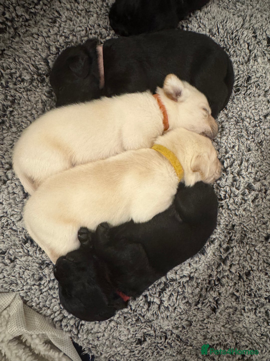 Labrador Retriever dogs for sale: Labrador Puppies – Licensed Breeder - Advert 1