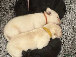 Labrador Retriever dogs Labrador Puppies – Licensed Breeder - Advert 4