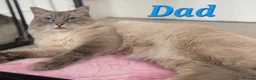 Ragdoll cats for sale: 🤍Pure Ragdoll Blue Point & Lynx Kittens Ready Now - Advert 11
