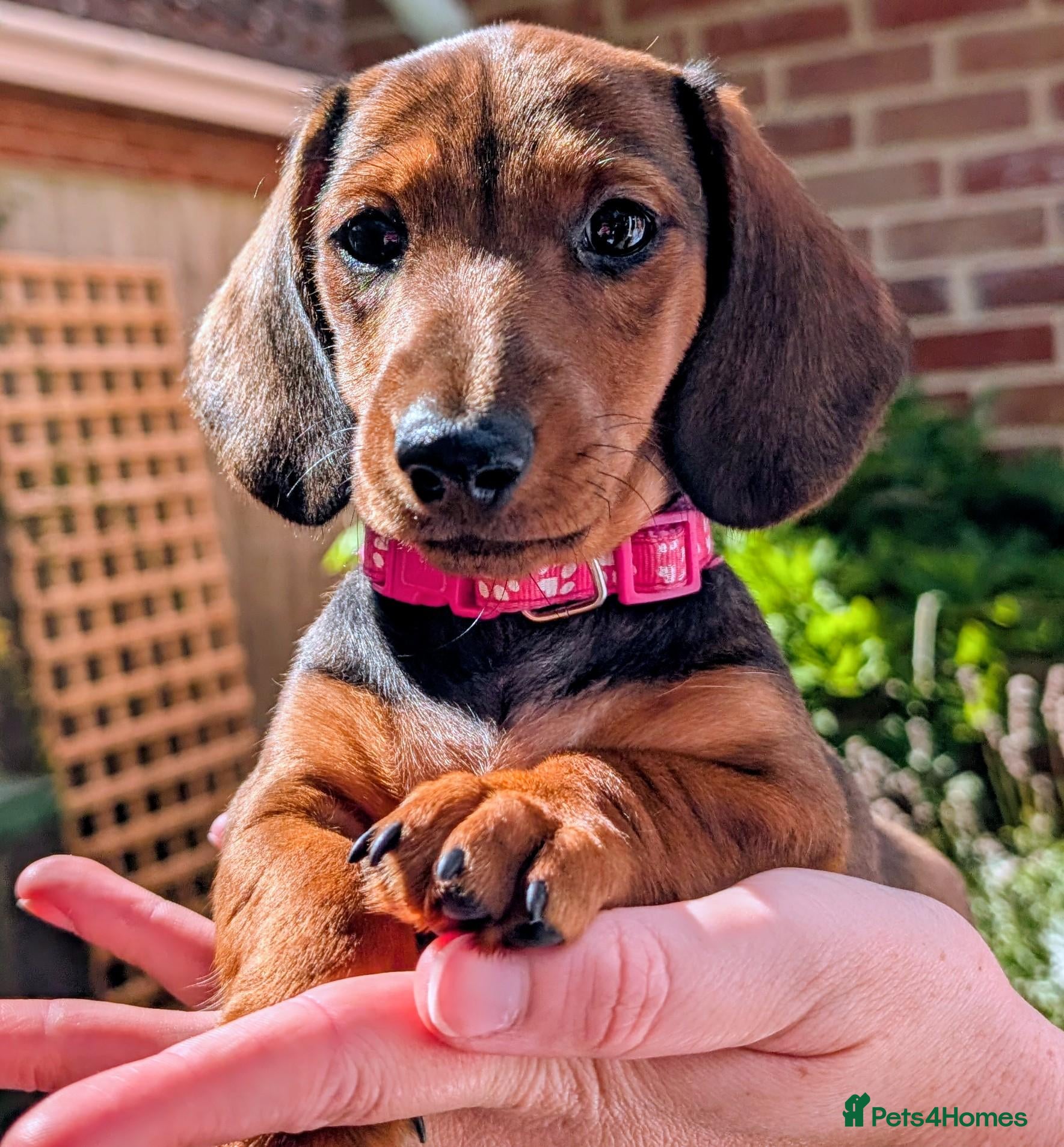 Miniature Dachshund dogs Miniature shadow Red Dachshund  - Advert 1