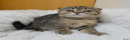 Scottish Fold cats for sale: Golden Tabby Kittens  - Advert 18