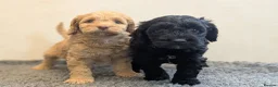 Cockapoo dogs for sale: F1 Miniature Cockapoos, Health Tested Parents - Advert 6