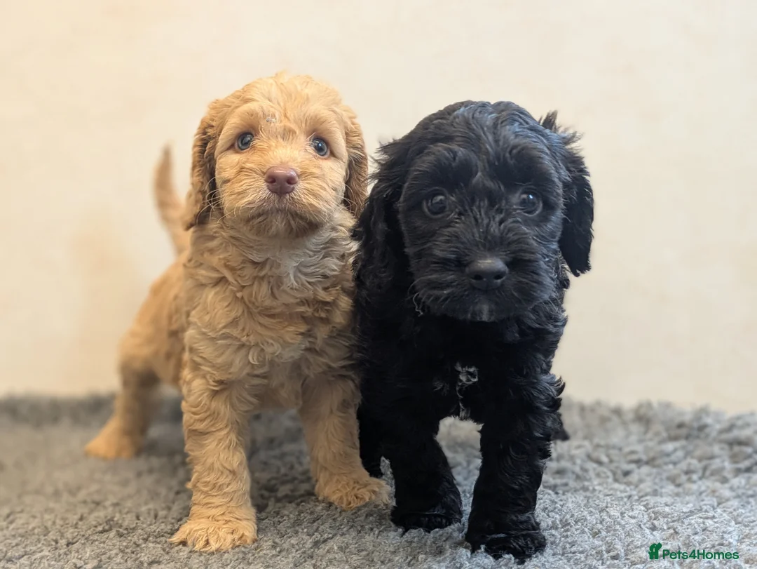 Cockapoo dogs for sale: F1 Miniature Cockapoos, Health Tested Parents - Advert 2